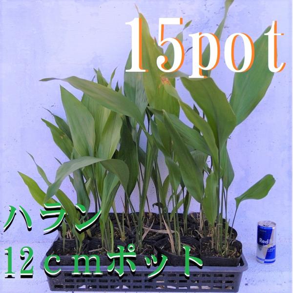 ハラン★葉蘭★アイビー★ホトトギス★鉢ごとどうぞ★ガーデニング★園芸★鉢苗★観葉植物★お料理を素敵に keiaien_haran
