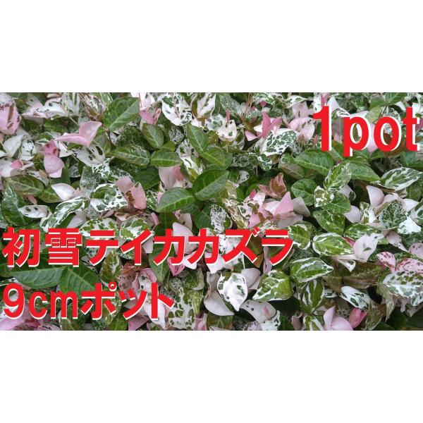 9cｍpot×1ポットです。植物の中でも白い葉は珍しくさまざまな葉色を楽しめるこの品種は色々な用途で重宝しやすい植物です。※植物には個体差がございますので性質等をご理解の上ご利用ください