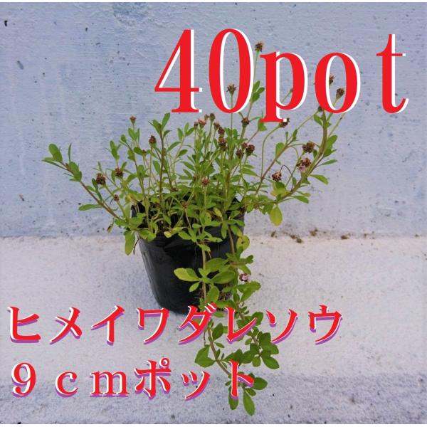 9ｃｍpot×40ポットのセットです。地表を覆うように成長し春に花を咲かせます。除草対策としてお庭に植えてみてはいかがでしょうか。気温が低下する頃から変色し冬には枯れたようになりますが翌春には元気に出芽します。　　　　　　　　　　　　　　　...