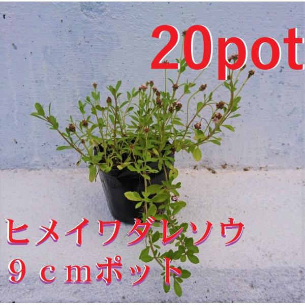 9ｃｍpot×20ポットのセットです。地表を覆うように成長し春に花を咲かせます。除草対策としてお庭に植えてみてはいかがでしょうか。気温が低下する頃から変色し冬には枯れたようになりますが翌春には元気に出芽します。　　　　　　　　　　　　　　　...