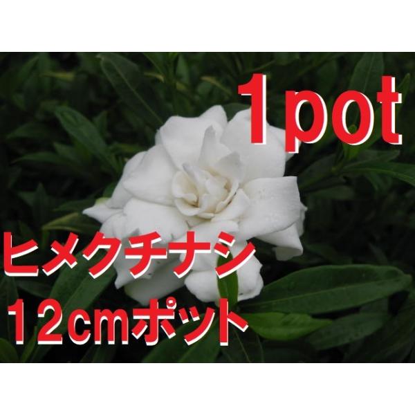 12ｃｍｐｏｔ×1ポットです。八重咲きの花は甘い香りが漂い周囲の目を引きます。扇状に成長し刈込にも耐えますので列植にも適してます。常緑樹です。※缶の高さが約11ｃｍ位です※植物には個体差がございますので性質等をご理解の上ご利用ください