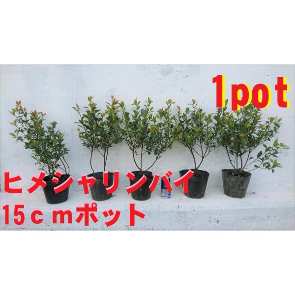 15cmpot×1ポットです。鉢底より高さ40ｃｍ前後の品物をお届けします。常緑低木でやや硬い葉っぱです。年中赤い葉っぱをお楽しみいただけ花は小ぶりですが淡いピンク色の花を咲かせます。※植物には個体差がございますので性質等をご理解の上ご利用...