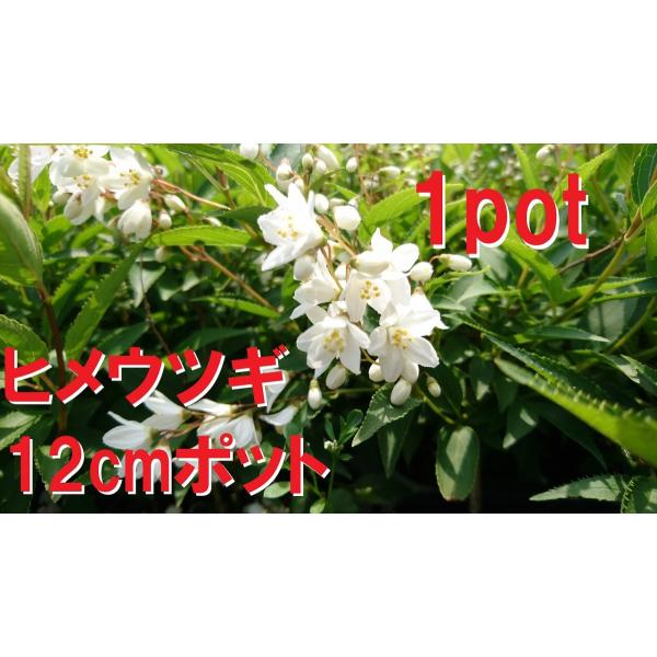 12ｃｍｐｏｔ×1ポットです。鉢底より高さ20〜30ｃｍ前後たっぷりの日光を浴びせ春には花が咲きます。病害虫が少なく成長も遅いのでローメンテナンスでおすすめです。ウノハナウツギに比べ枝垂れるように成長し背丈は大きくなりません。紅葉して赤く彩...