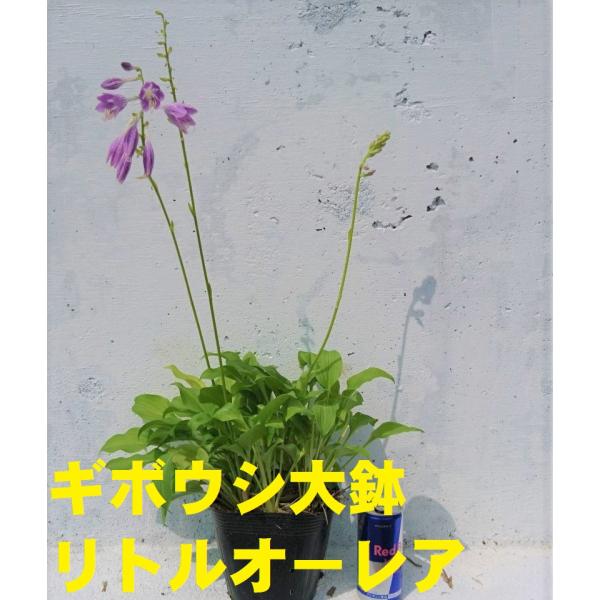 15cmpot×１ポットです。春の訪れとともに出芽し、春から夏の終わりごろまでカラーリーフをお楽しみいただけます。日陰地を好みますので北側や高木の下などに植栽してお楽しみください。●ご注意●お届けの時期により性質上、地上部の葉が傷んでいたり...