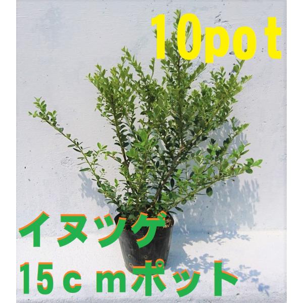 キンメツゲ　生垣用　10本セット　根巻【トピアリー/生垣/垣根/目隠し】 楽天市場】【キンメツゲ】 生垣用 根巻き大苗 : 苗木部 by 花
