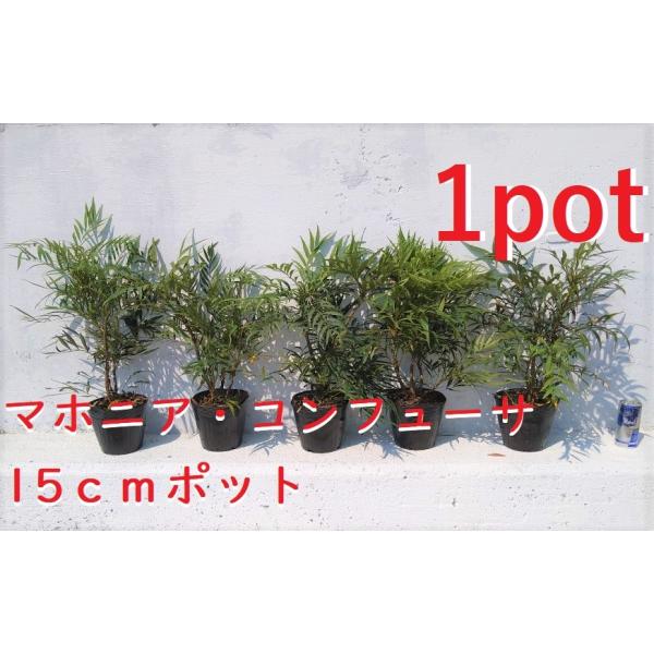 15ｃｍポット×1本です。鉢底より40ｃｍ前後の物をお届けします。ヒイラギナンテンに比べ葉が柔らかく触れても痛くないです。コバルトブルーの実と黄色いお花が特徴で比較的育てやすく直射日光の当たる場所も好む植物です。※実は春先に付けますがお届け...