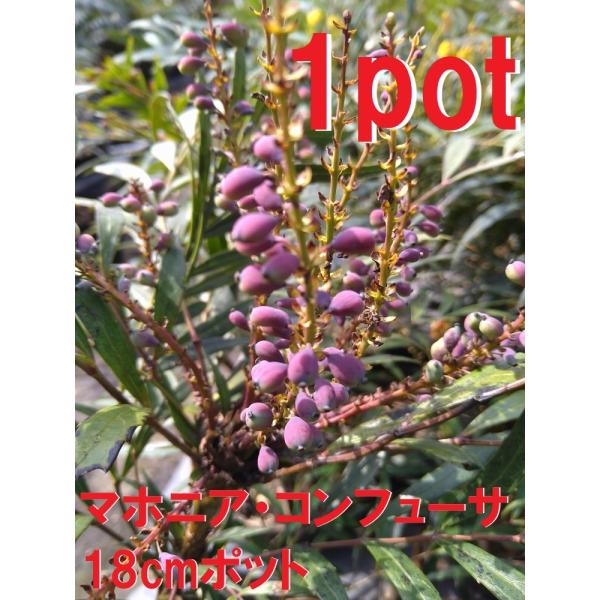 18ｃｍポット×1本です。鉢底より60ｃｍ前後の物をお届けします。ヒイラギナンテンに比べ葉が柔らかく触れても痛くないです。コバルトブルーの実と黄色いお花が特徴で比較的育てやすく直射日光の当たる場所も好む植物です。※実は春先に付けますがお届け...