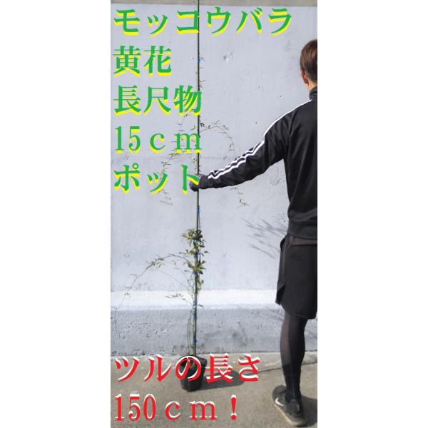 モッコウバラ 黄花 八重咲 鉢底より長さ150ｃｍ前後 苗 つる性植物 薔薇 バラ 長尺物 トレリス フェンス アーチ パーゴラ 支柱に絡ませよう Mokkoubara Y Get Plants 通販 Yahoo ショッピング