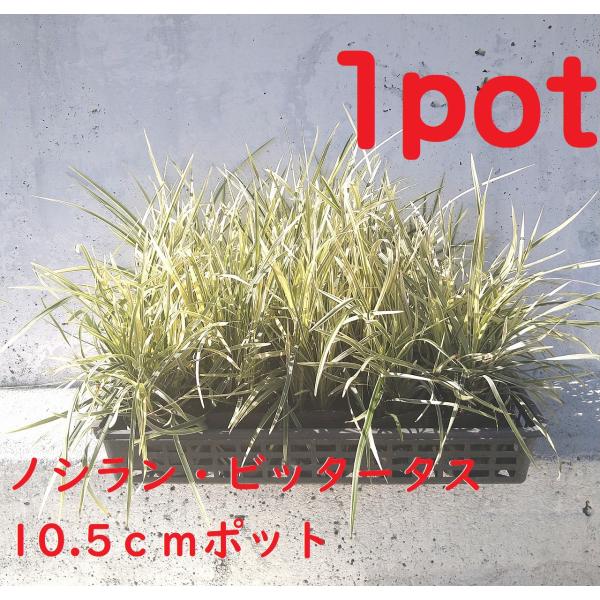 10.5ｃｍpot×1ポットです。白い葉っぱがかわいい白色の花も斑入りの葉とよく合い目を引きます。※植物には個体差がございますので性質等をご理解の上ご利用ください