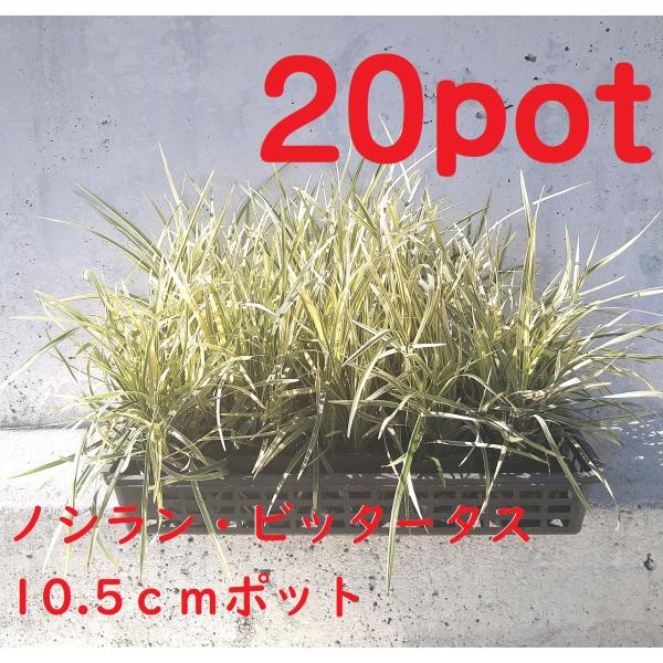 10.5ｃｍpot×20ポットセットです。白い葉っぱがかわいい白色の花も斑入りの葉とよく合い目を引きます。※植物には個体差がございますので性質等をご理解の上ご利用ください