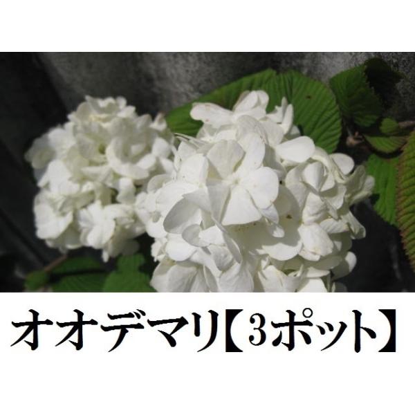 オオデマリ 3本セット 大手毬 アジサイのような白い花 苗木 Buyee Buyee Japanese Proxy Service Buy From Japan Bot Online