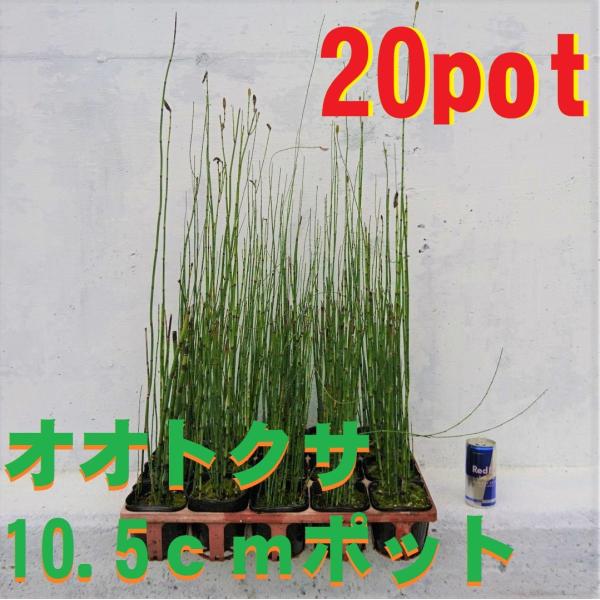 オオトクサ 20ポットセット 【10.5cmポット】大木賊 和風庭園 強健で