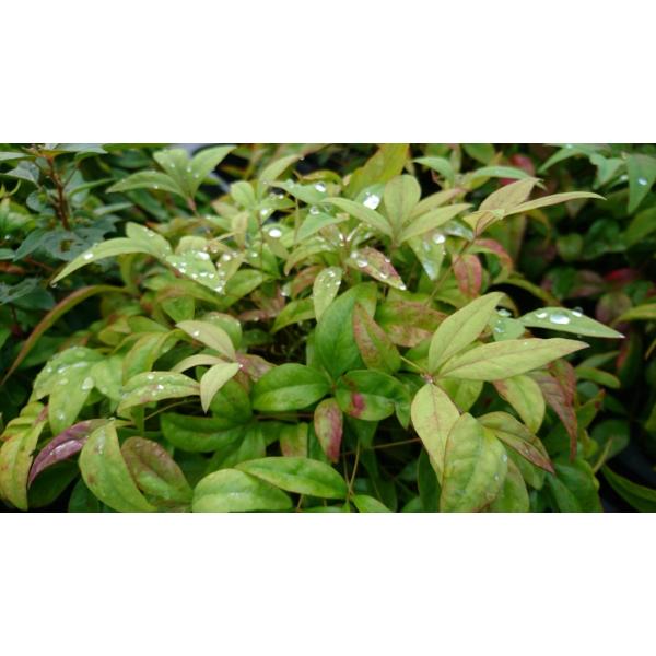 オタフクナンテン ５ポットセット お多福南天 赤い葉 フクナンテン 福南天 四季折々に変色します 苗 Buyee Buyee 日本の通販商品 オークションの代理入札 代理購入