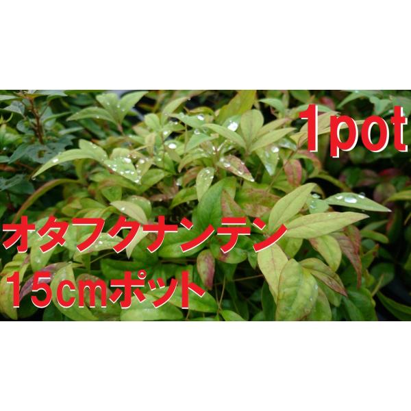 15ｃｍポット×1本です。鉢底より高さ30ｃｍ前後の物をお届けします。病害虫に強く育てやすい樹種です。四季を通じ葉色が年中お楽しみいただける定番植物です。※植物には個体差がございますので性質等をご理解の上ご利用ください。