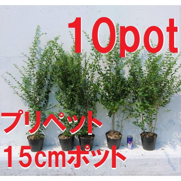 プリペット 10本セット 鮮やかな緑葉 生垣の定番樹種 Buyee Buyee Japanese Proxy Service Buy From Japan Bot Online