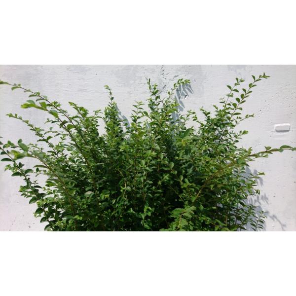 プリペット 10本セット 鮮やかな緑葉 生垣の定番樹種 Buyee Buyee Japanese Proxy Service Buy From Japan Bot Online