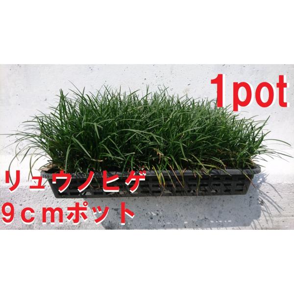 9ｃｍpot×1ポットです。タマリュウと同じような使い方でも出来るグランドカバープランツの定番樹種、強健で日本の気候に適応し放任していても育つ万能植物※植物には個体差がございますので性質等をご理解の上ご利用ください