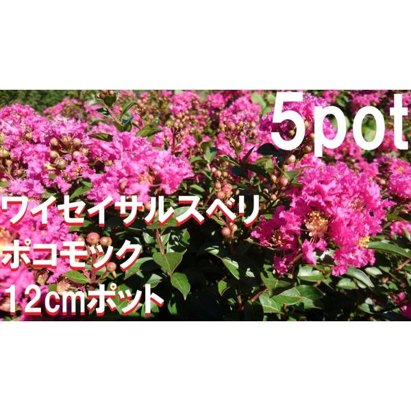 12ｃｍｐｏｔ×5ポットのセットです。鉢底より高さ30〜40ｃｍです。たっぷりの日光を浴びせ夏には花が咲きます。病害虫が少なく成長も遅いのでローメンテナンスでおすすめです!刈込にも強いので球形状などのアレンジにも！※植物には個体差がございま...