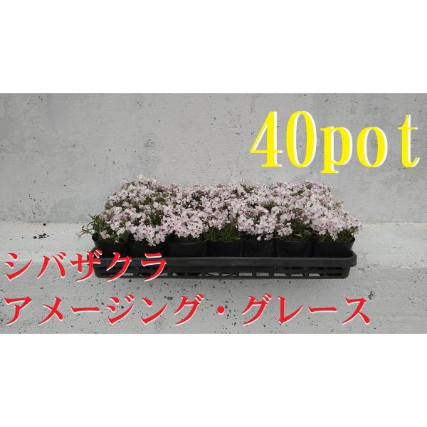 フロックス みんな探してる人気モノ フロックス