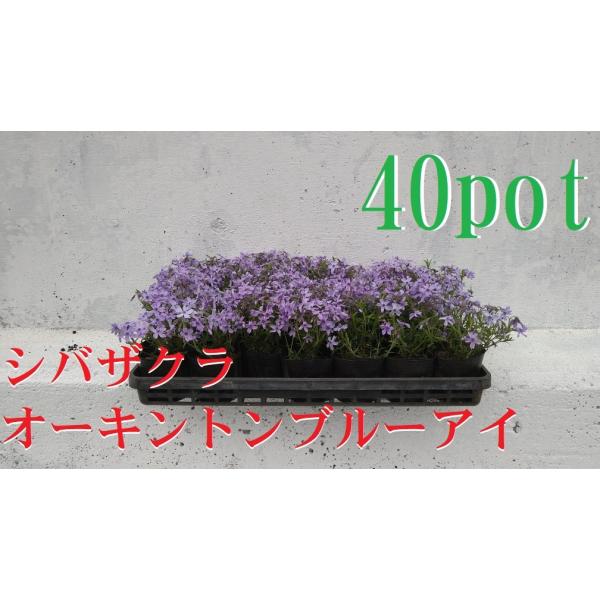 9ｃｍｐｏｔ×40ポットのセットです。地面を覆うように広がり、春に桜に似た花を咲かせます。常緑で花壇の縁取りや石垣など、のり面などでもご利用いただけます。※開花期（4月上旬）に撮影したものです。※お届けの時期により未開花や葉の紅葉、冬季には...