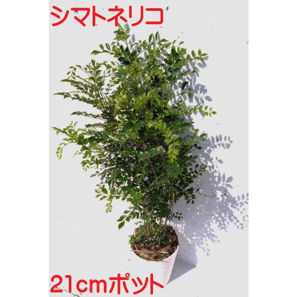 21cmpot×１ポットです。鉢底より150ｃｍ前後の苗をお届けします。強健で育てやすく刈り込みにも強い育てやすい植物です。寒冷地などでは落葉する場合がございますが春には新緑がお楽しみいただけます。屋外でシンボルツリーとして、室内で観葉植物...