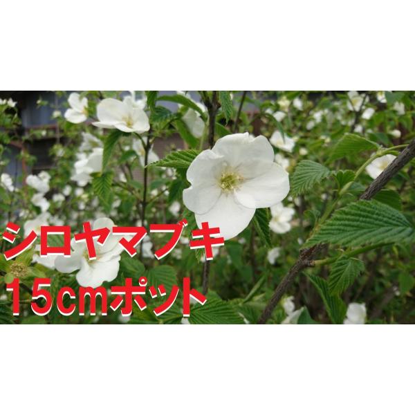 シロヤマブキ 白山吹 1ポット シロヤマブキ属 純白の花が美しい 茶花に