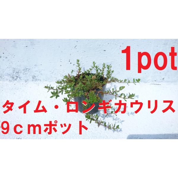 9ｃｍpot×1ポットです。地表を覆うように成長し春に花を咲かせます。除草対策としてお庭に植えてみたはいかがでしょうか。冬には葉が赤く紅葉し1年を通しお楽しみいただけます。　　　　　　　　　　　　　　　※植物には個体差がございますので性質等...