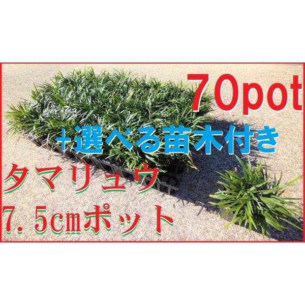 玉竜 タマリュウ たまりゅう 70ポットセット +選べる苗木付き 緑