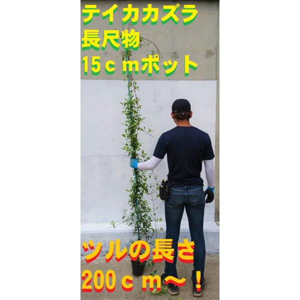 テイカカズラ 鉢底より長さ150 0ｃｍ 苗 つる性植物 長尺物 トレリス フェンス アーチ パーゴラ 支柱に絡ませよう Teika Long Get Plants 通販 Yahoo ショッピング