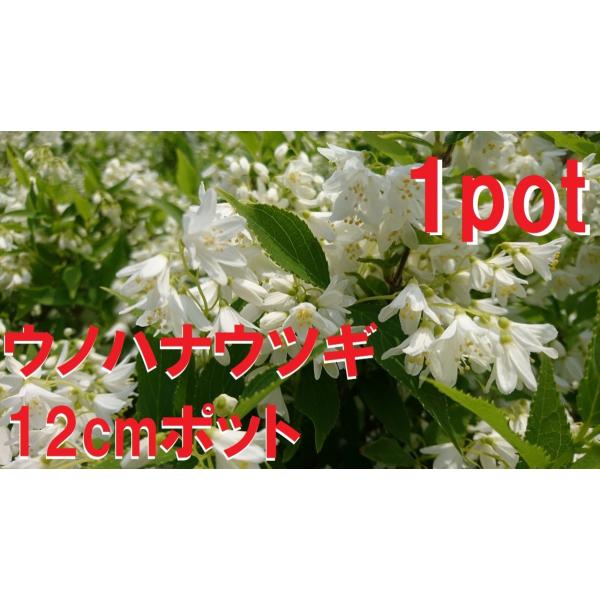 ウノハナウツギ 1ポット 卯の花空木 白い純白の花 苗 Unohana1 Get Plants 通販 Yahoo ショッピング