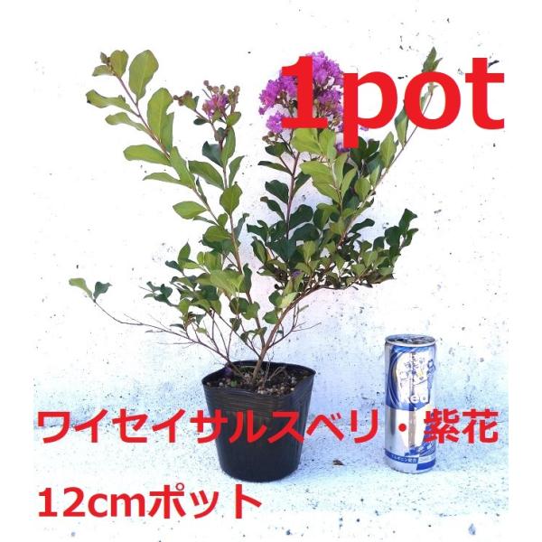 ワイセイ サルスベリ 紫花 1ポット 成長が遅く毎年花が咲く 矮性