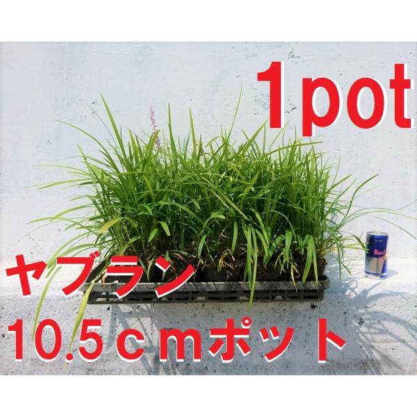 10.5ｃｍpot×1ポットです。街や公園などでもよく見かける植物です。夏に咲く紫色の花とその後に付ける黒い実とよく合い目を引きます。※植物には個体差がございますので性質等をご理解の上ご利用ください