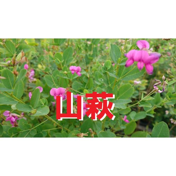 パープルヤマハギ苗木　1〜1.5メートル keiaien_yamahagi