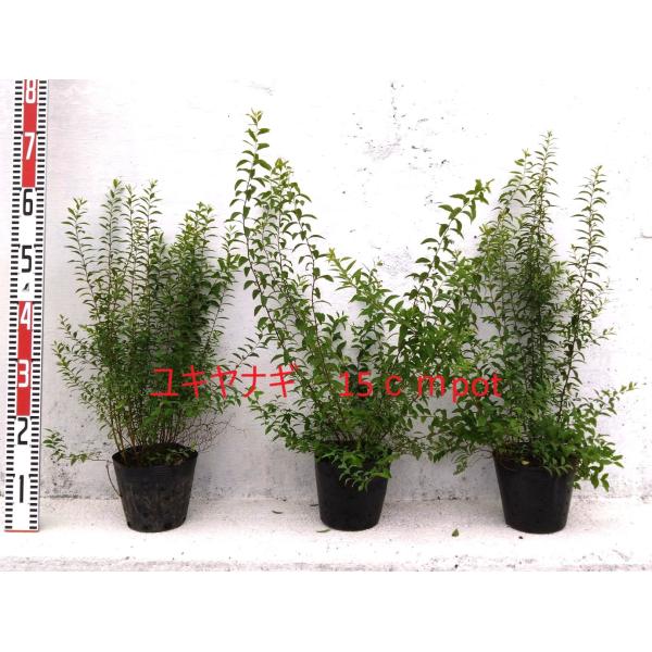 ユキヤナギ　抜き苗 ユキヤナギ 抜き苗