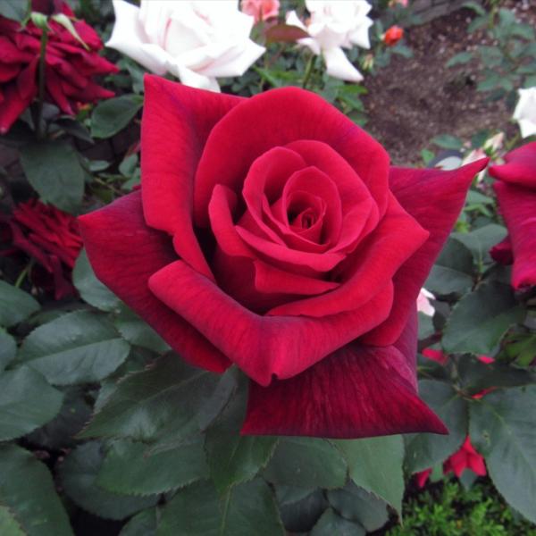 o [ Ri񂴂j ] tc (Vc) Ԍn  lG iH.Tj F&amp;G[Y NVbN oc KN (2508h)