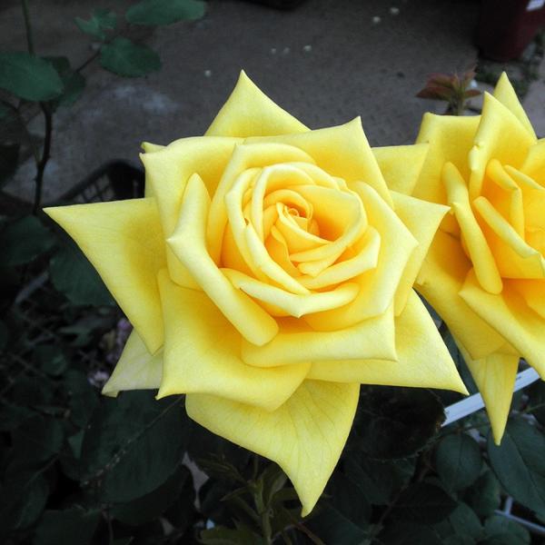 o [   ] tc (Vc) Fn  lG (H.T) F&amp;G[Y NVbN oc KN (2508h)