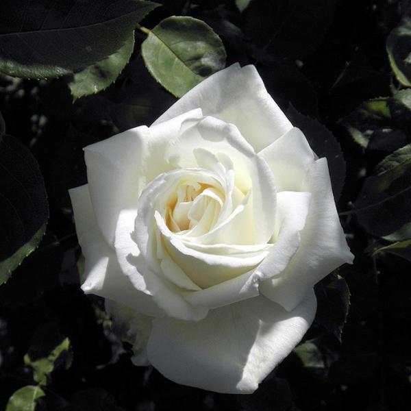 o [ (炩) ] Hc (c)  lG (H.T) ㉀| F&amp;G[Y NVbN oc KN  (2508)