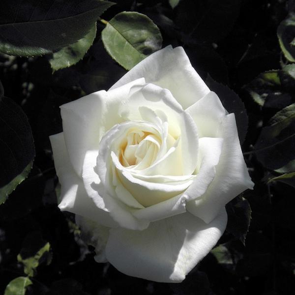 o [ (炩) ] tc (Vc)  (H.T) lG F&amp;G[Y NVbN oc KN (2508h)