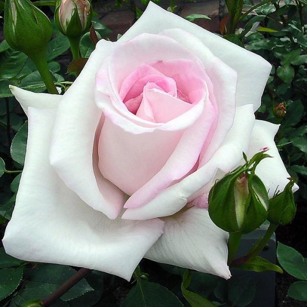 o [ ԉ (͂Ȃ)  ] tc (Vc) sNn  lG (H.T) F&amp;G[Y NVbN oc KN (2508h)