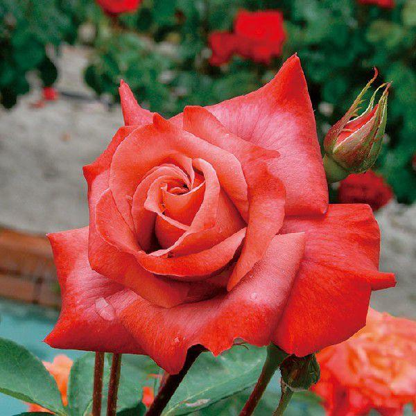 o [ ubNeB ] tc (Vc)  lG (H.T) F&amp;G[Y NVbN oc KN (2508h)