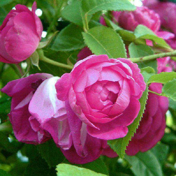 o [ AbvV[h ]Hc c sNF o G ㉀| F&amp;G[Y ZNV oc KN (2508)