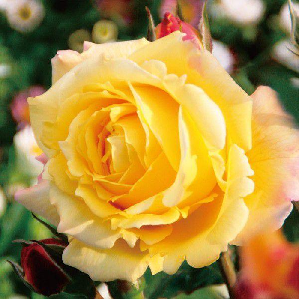 o [ gsJV[xbg ] tc (Vc) Fn  lG (FL) F&amp;G[Y ZNV oc KN (2508h)