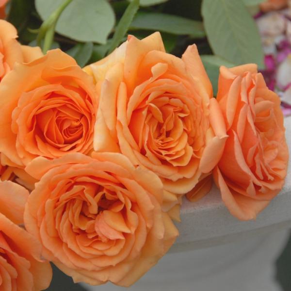 o [ AV ] tc (Vc) lG (HT) Go[X oc KN (2508h)