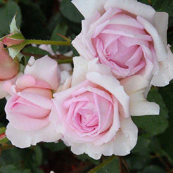 o [ tOgq Fragrant Hill(H.T) ] tc (Vc) lG oc KN (2508h)