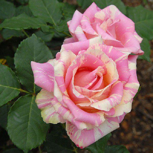 o [ tWF ] Hc c sN lG [Fraisier] (H.T) oc KN (2508)