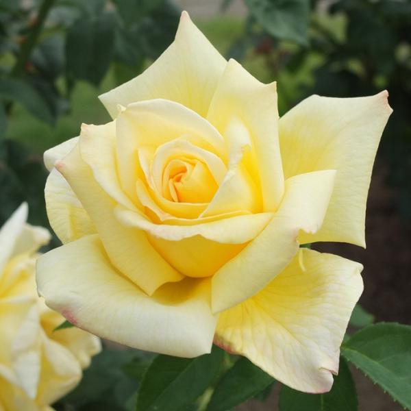 o [ VÉi܂Ƃ߁j ] tc (Vc) Fn  lG iH.Tj֍炫 oc KN (2508h)