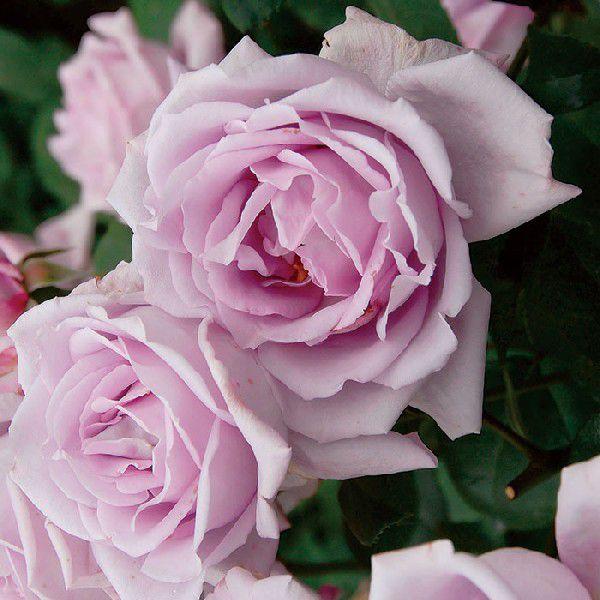 o [ u[[ ] tc (Vc) u[n  lG [BlueMoon](H.T) |s[[Y oc KN (2508h)