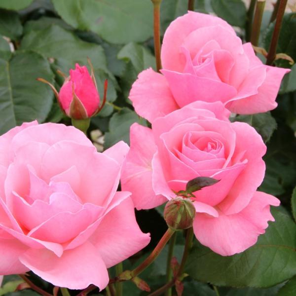 バラ 苗の人気商品 通販 価格比較 価格 Com