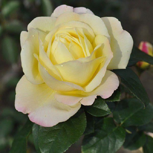 o [ s[X ] Hc c   Fn  lG (H.T)|s[[Y oc KN (2508)