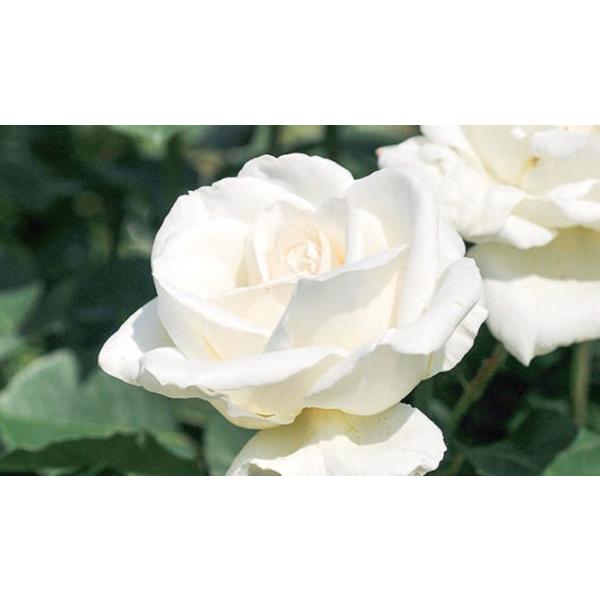 o [ zCgNX}X(H.T) ] tc (Vc) lG |s[[Y oc KN (2508h)